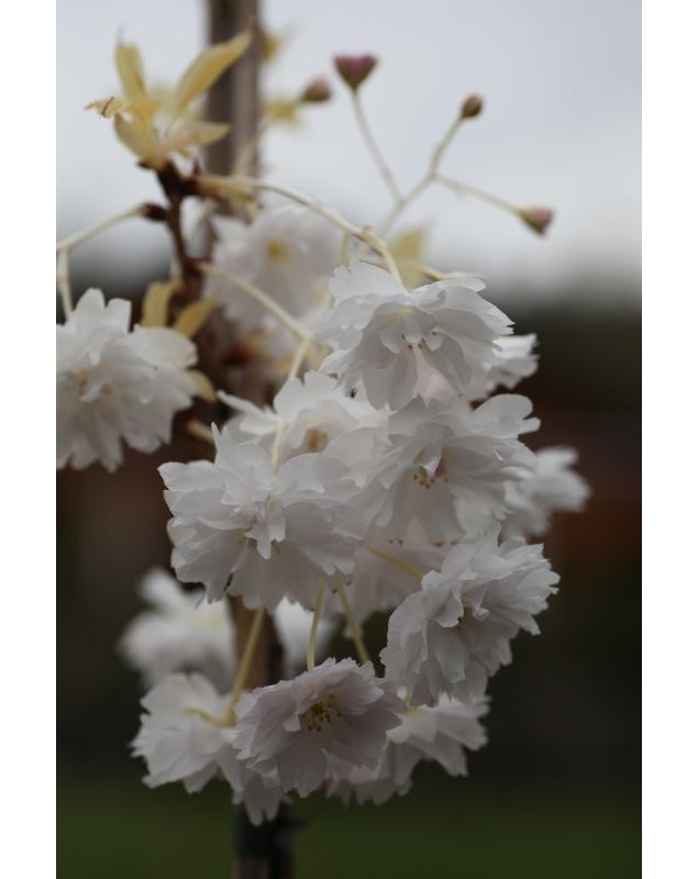 Prunus serrulata 