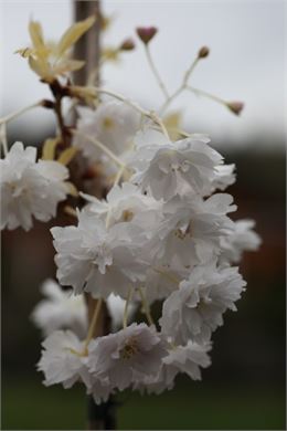 Prunus serrulata "Fugenzô" - Uberti