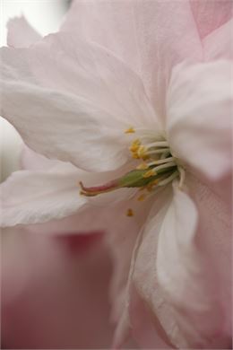 Prunus serrulata "Matsumae Hanagasa" - Uberti