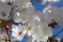 Prunus serrulata "Matsumae fûki" - Uberti