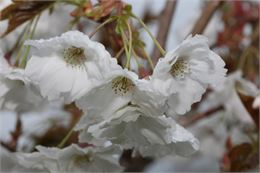 Prunus serrulata "Matsumae Shizuka" - Uberti