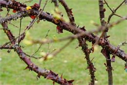 Prunus serrula - GRATIA Manon©