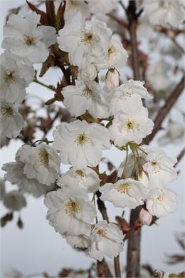 Prunus serrulata ‘Matsumae Shizuka’ - Uberti©
