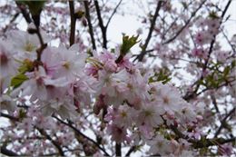 Prunus x subhirtella var. autumnalis - GRATIA Manon