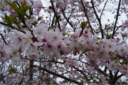 Prunus x subhirtella var. autumnalis rosea - GRATIA Manon