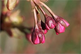 Prunus serrulata "Amanogawa - Uberti