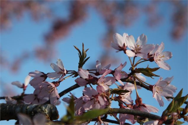 Prunus x subhirtella var. pendula rubra - Uberti