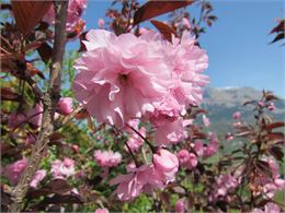 Prunus serrulata ‘Royal Burgundy’ - SADRIN Franck