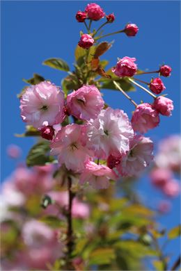 Prunus serrulata ‘Little Pink Perfection’ - Uberti©