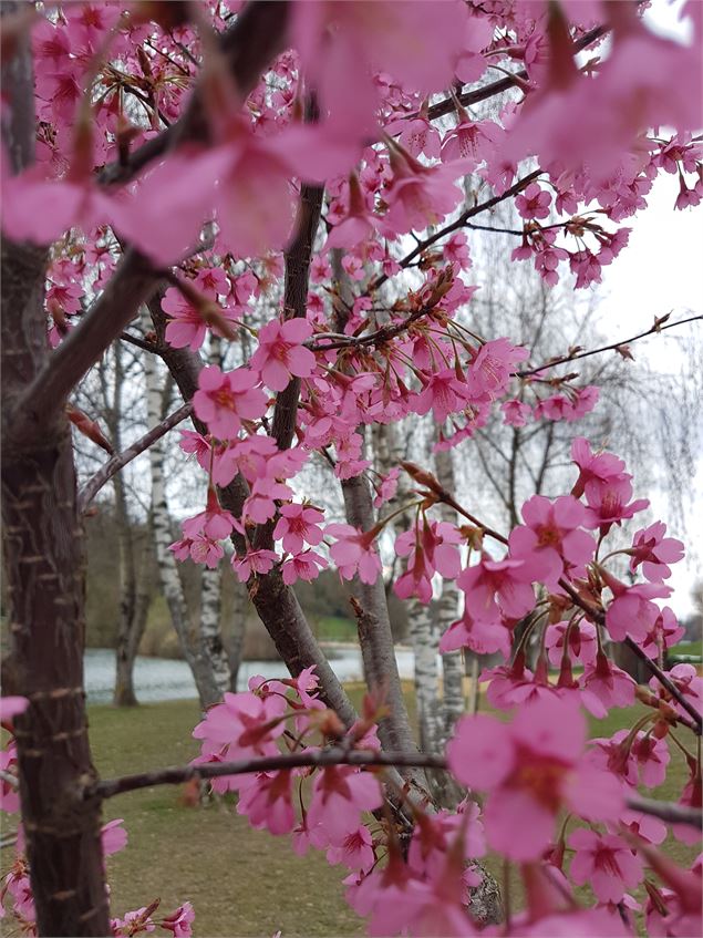 Prunus sargentii ‘Columnaris’ - GRATIA Manon©