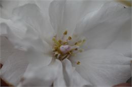 Prunus serrulata ‘Fugenzô’ - Uberti©
