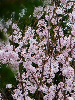 Prunus x ‘Tilstone Hellfire’ - GRATIA Manon©