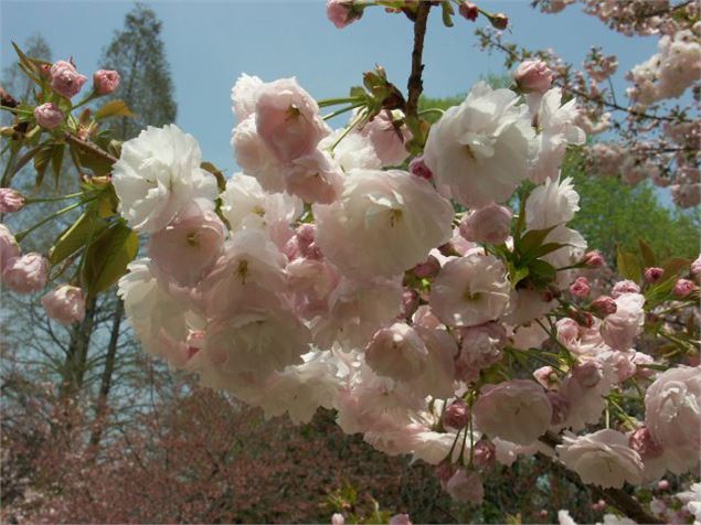 Prunus serrulata ‘Ichiyô’ - SADRIN Franck