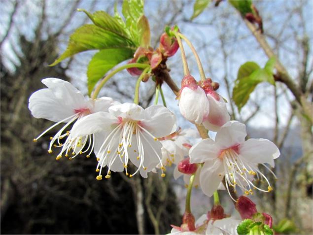 Prunus litigiosa 