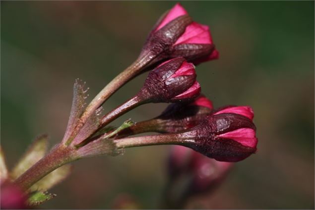 Prunus serrulata 