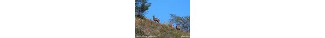 Les chamois du Revermont