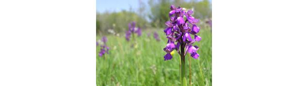 Spot à Orchis -  Les Barres