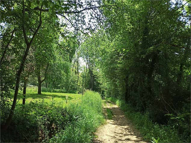 le bois des Brosses - K.Tranchina