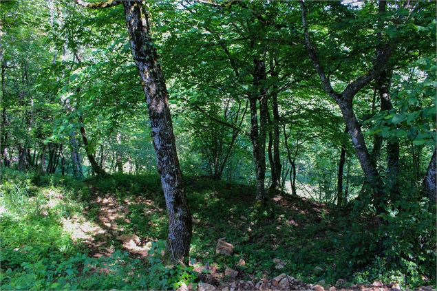 forêt château des allymes - M.Périno