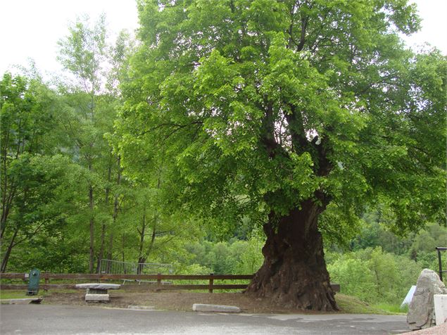 Le Tilleul, Arbre Remarquable - OT St Colomban des Villards