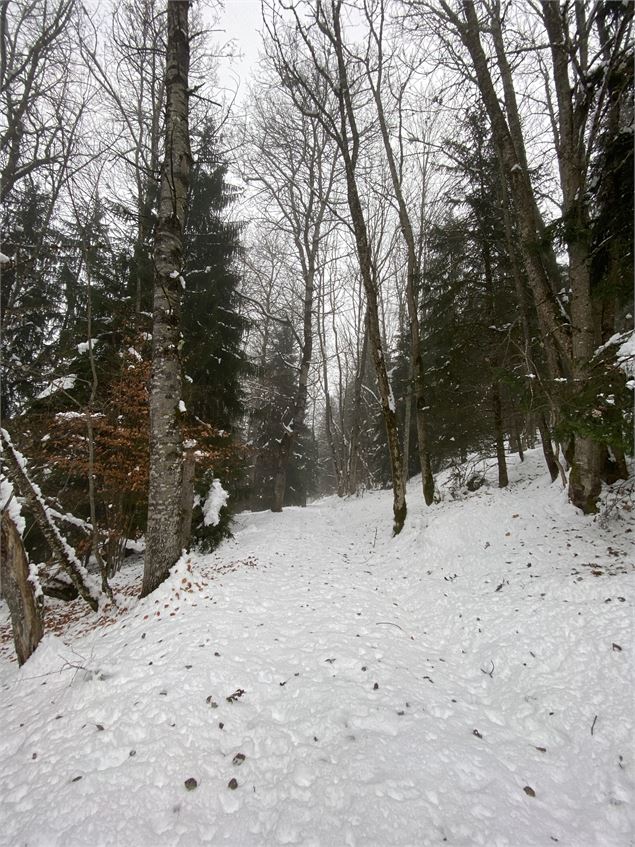 Sentier Raquettes Bon Mollard - OT Espace Glandon