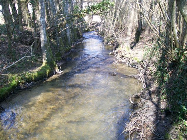 La rivière de Meximieux - La Truite de Meximieux