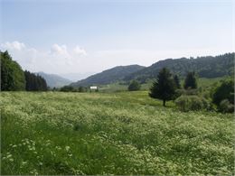 Plateau des Moises - OT Alpes du Léman