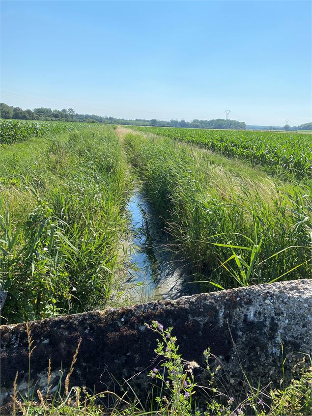 Sentier le long du marais - Christine Sola DCT