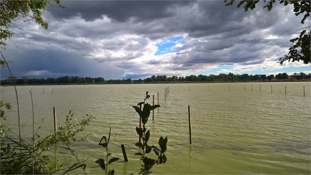 Etang du Grand Birieux - S. Thomasson