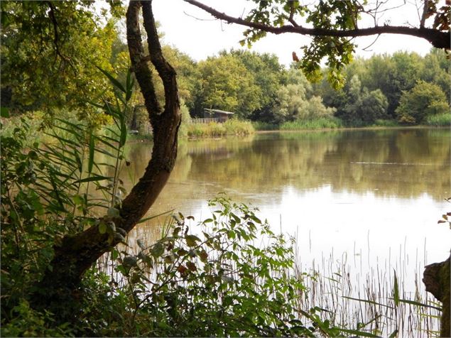 Vue sur l'Etang Grange Volet - Claire CUR/Dombes Tourisme
