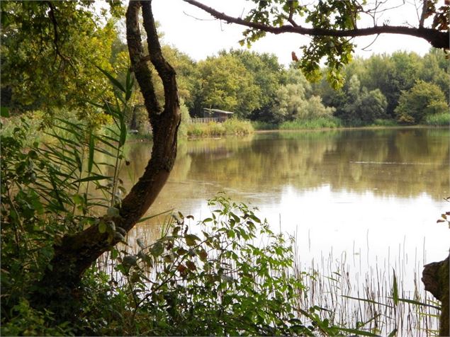 Vue sur l'Etang Grange Volet - Claire CUR/Dombes Tourisme