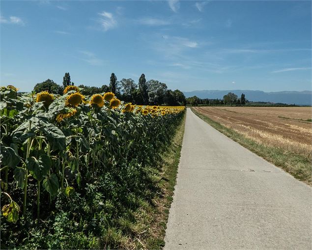 Route des chateaux et maisons fortes - Lukas Stadtherr (Swissmobile)