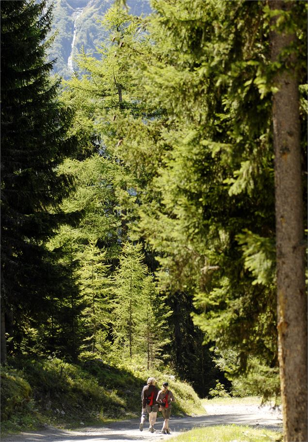 Balade en fôret