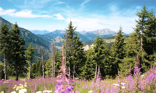 Châtel - Avoriaz 1800