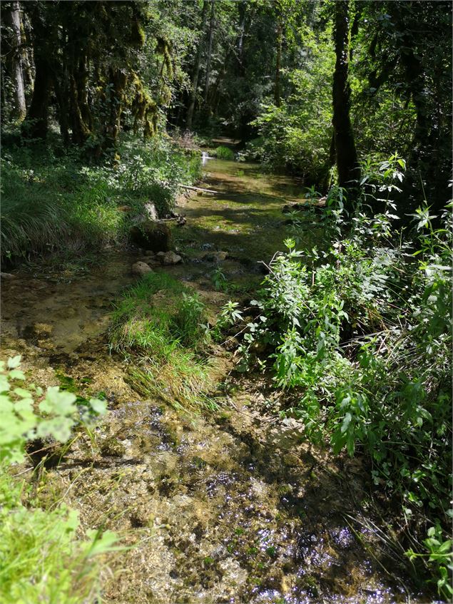 Forêt du Chatelard - Claude Perrier