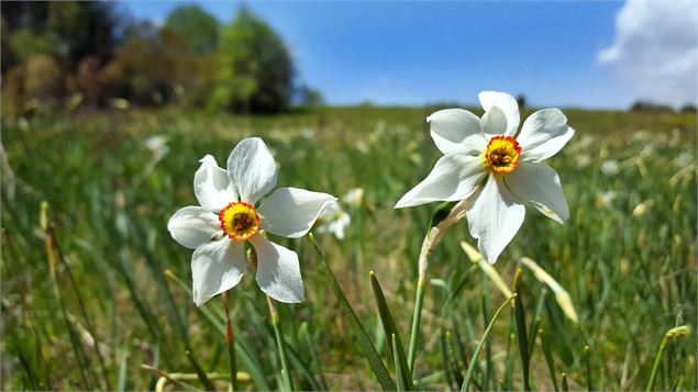 Narcisses sur le Plateau de Retord - Shutterstock