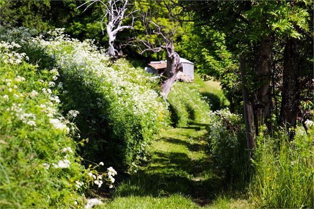 R1 - Forêt de Villarlurin Départ du Villard - ©Sylvain Aymoz