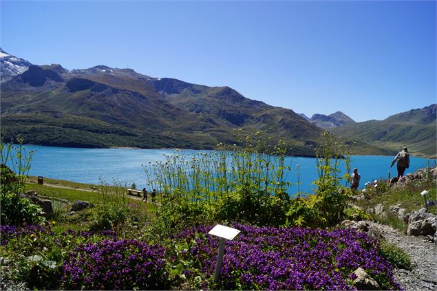 Vue sur le lac du Mont-Cenis depuis le Jardin Alpin - OT Haute-Maurienne-Vanoise