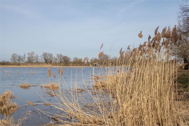 Roselière de l'étang Prêle - M.Zeilfelder