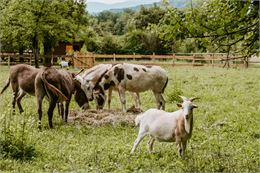 Les ânes de la ferme pédagogique mangent du foin pendant que Polo regarde l'objectif - SOS Animaux d