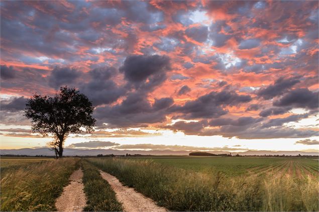 Chemin sur le plateau - Pascal Brunon