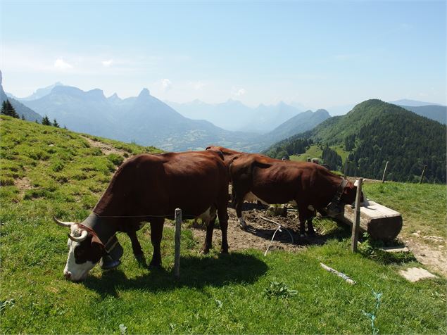 Alpage Chalet Chappuis - Photo sous licence Creative Commons https://creativecommons.org/licenses/by