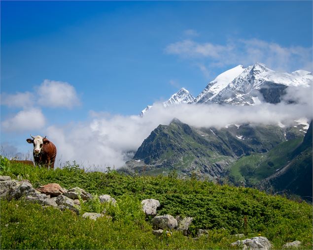 Pâturage face au Mont Blanc, au coeur de la réserve naturelle des Contamines Montjoie - Les Contamin