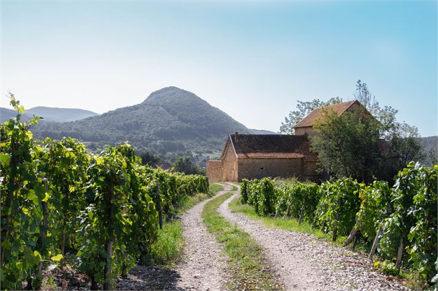 cellier de Chinves à Montagnieu - Marilou Perino