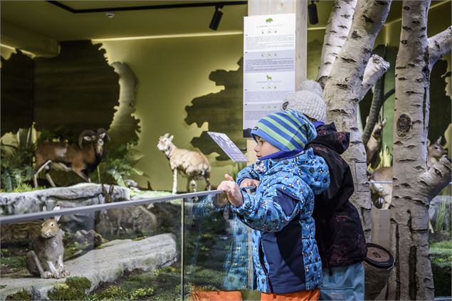 Le Muséum des Animaux de Montagne - Juliette Rebour