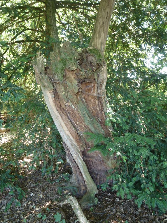 Forêts du Haut-Chablais - CD74