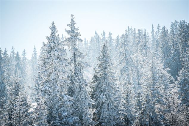 foret en hiver - Peignée verticale GCAT