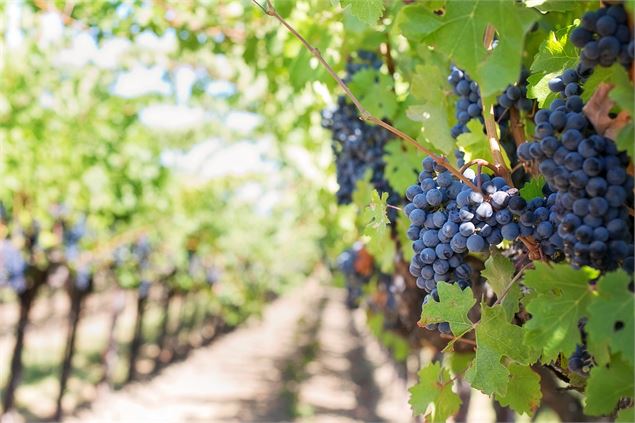 Balade dans le vignoble - Jill Wellington