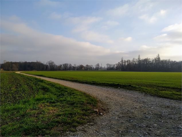 Sentier dans les champs - OTI