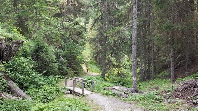 Petit pont en plein forêt